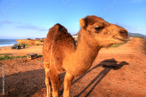 Dromedare stehen im Sand der W  ste von Marokko