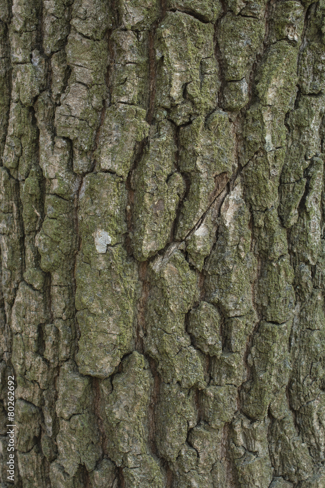 Oak tree bark Oak tree bark