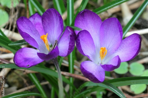 Crocus