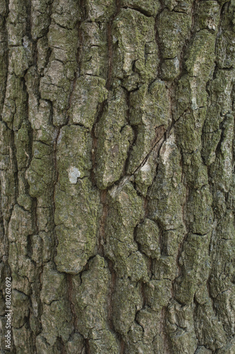 Oak tree bark