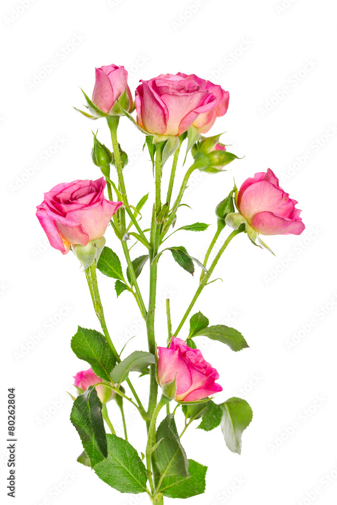 Branch bush pink rose