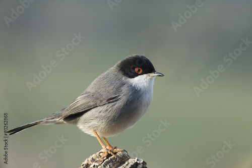 Sardinian warbler
