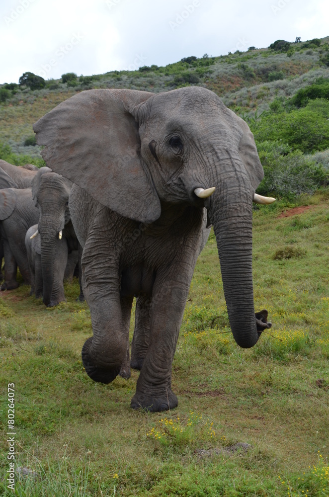 Fototapeta premium Elefant