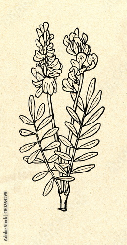 Common sainfoin (Onobrychis viciifolia) photo