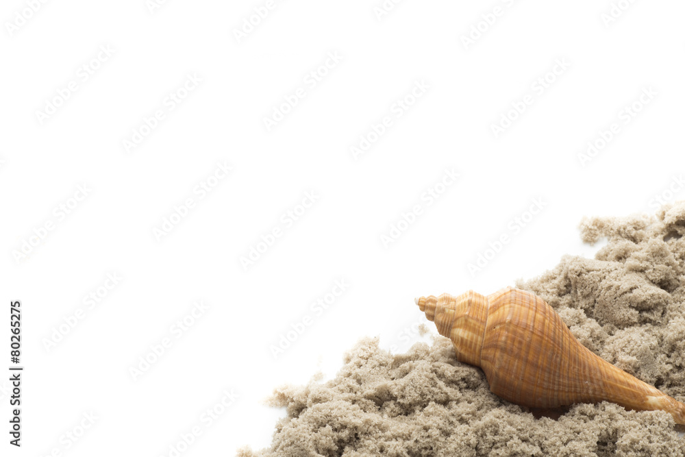 Scallop isolated on the white background. Scallop isolated on the white background.