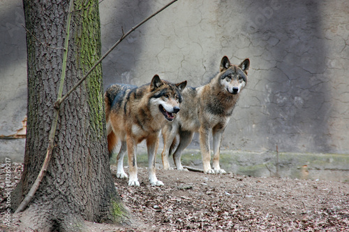 Wolves in Plzen Zoo photo