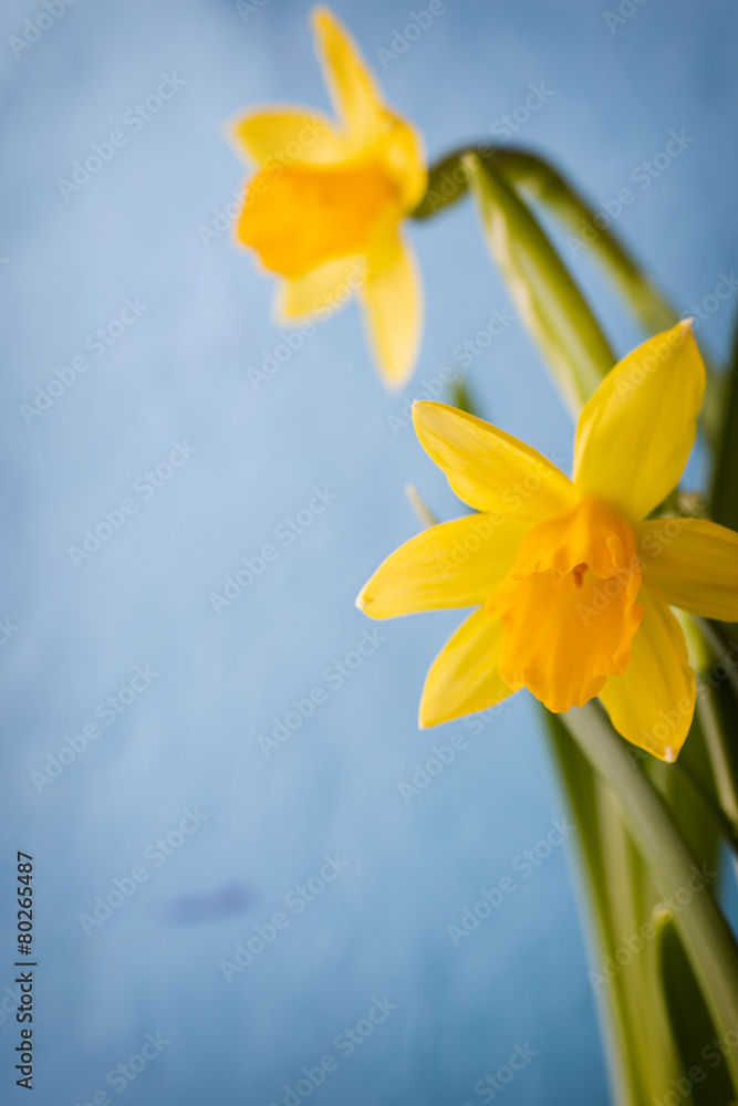 Fototapeta premium Daffodils.