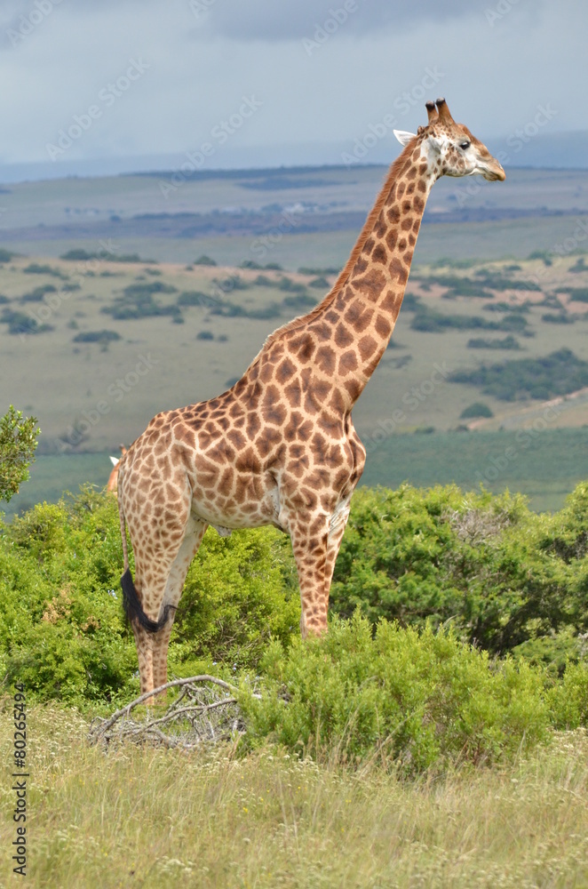 Obraz premium Giraffe
