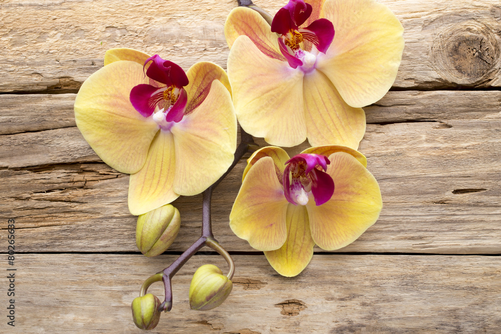 Yellow orchid. Yellow orchid.