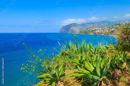 Tropical plants on coast of Madeira island in Funchal town