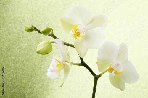 Orchid flower.