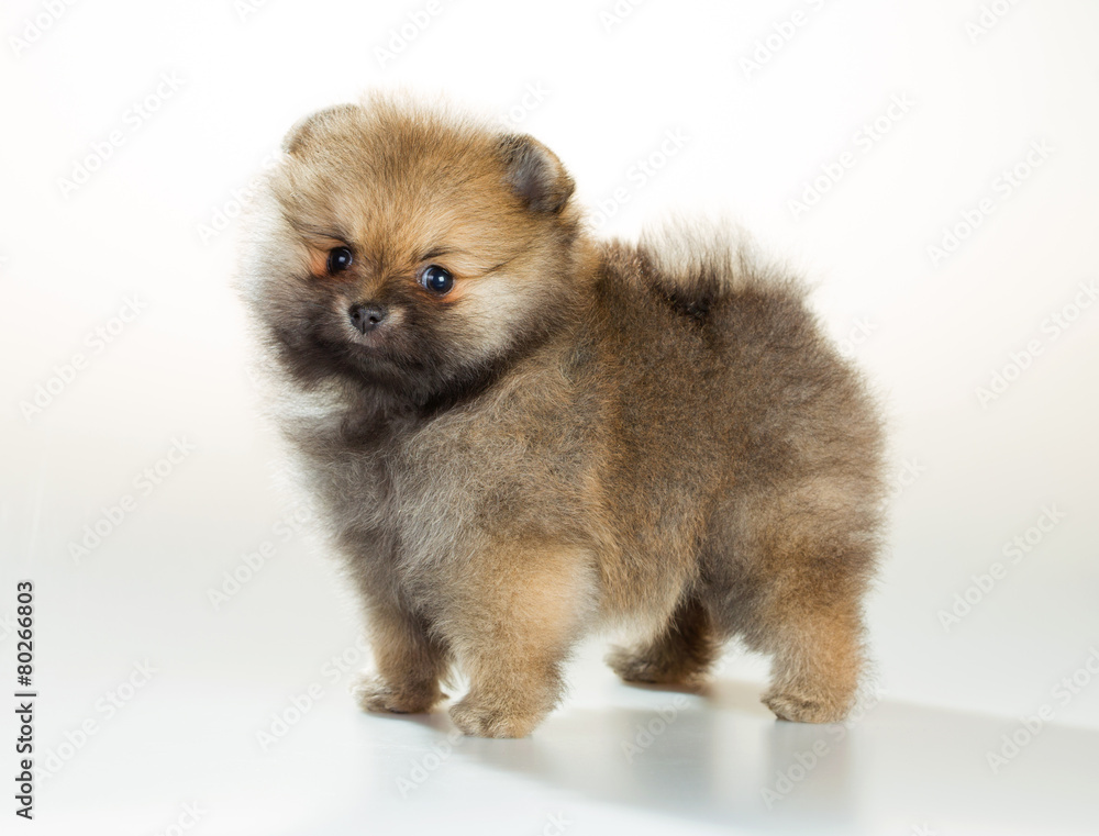 Pomeranian puppy over white background
