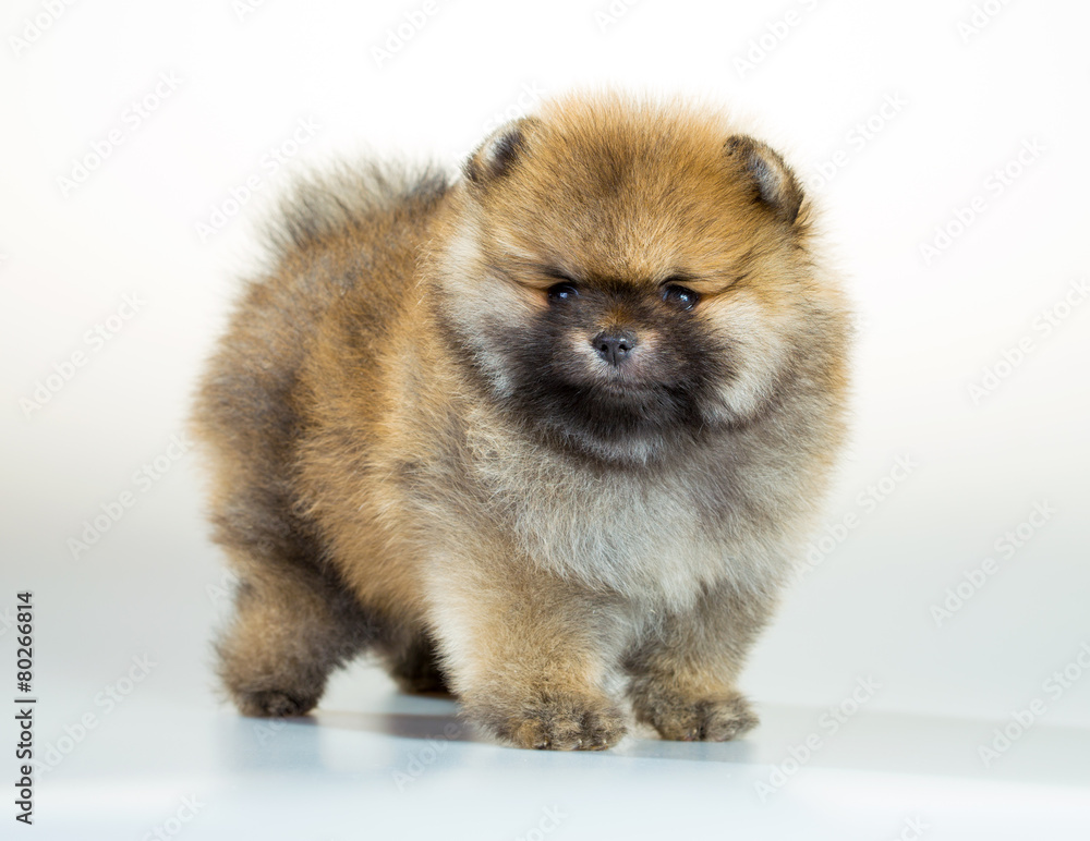 Pomeranian puppy over white background Pomeranian puppy over white background
