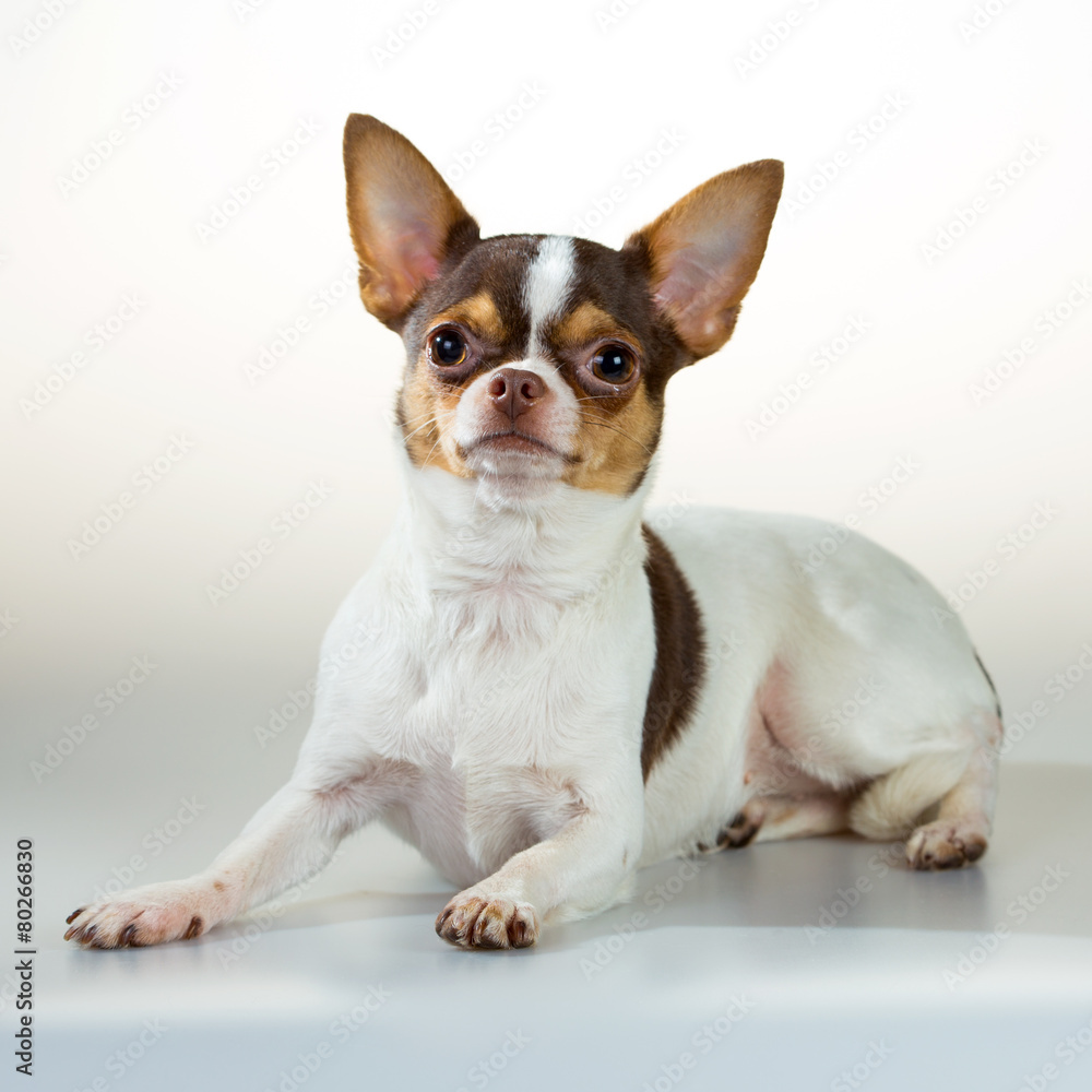 Chihuahua on a white background