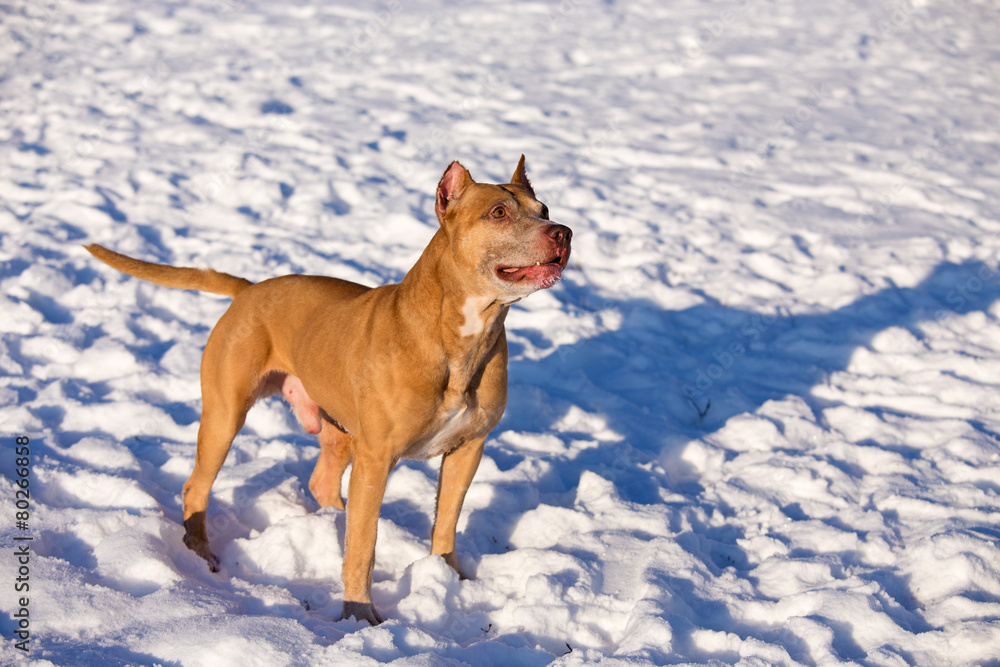American Pit Bull Terrier in snow American Pit Bull Terrier in snow