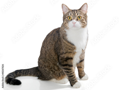 Fotografie Portrait of a grey striped cat