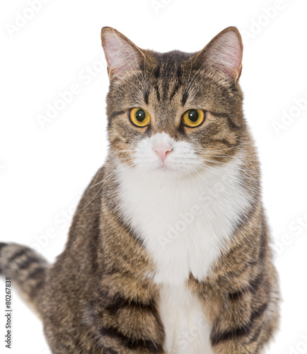 Portrait of a grey striped cat