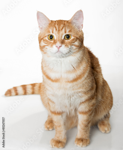 Beautiful orange cat