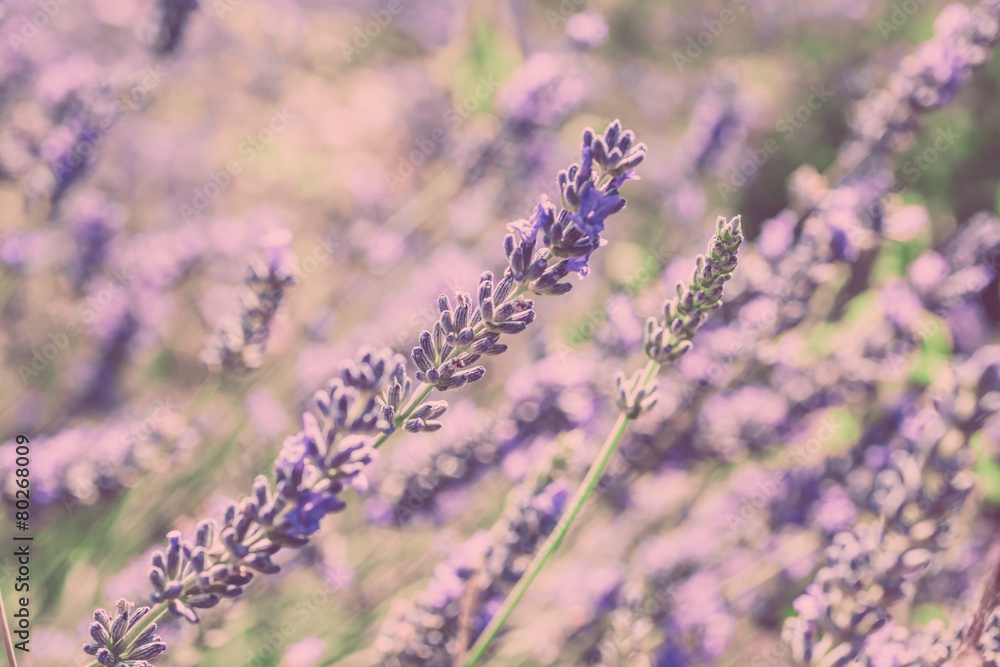 Fototapeta premium Close Up of Lavender field