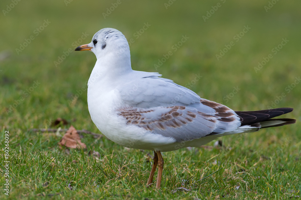 Black-headed gull - Chroicocephalus ridibundus Black-headed gull - Chroicocephalus ridibundus