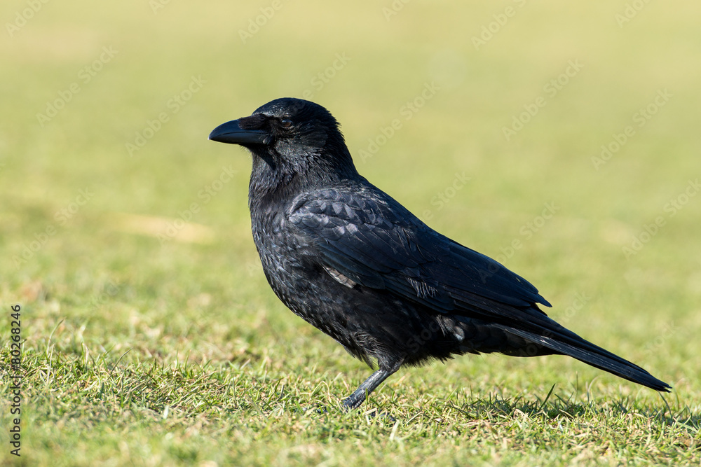 common raven common raven
