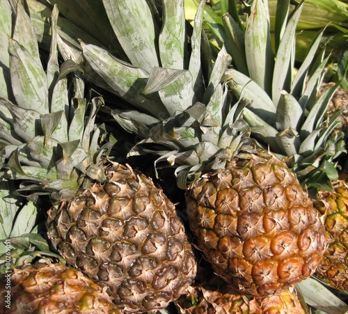Fototapeta kuchenna pineapple