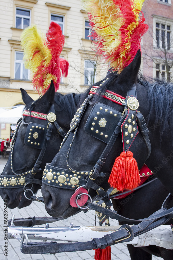 Black horses with colorful pompoms