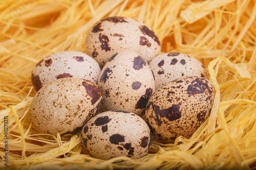 Quail eggs in a box