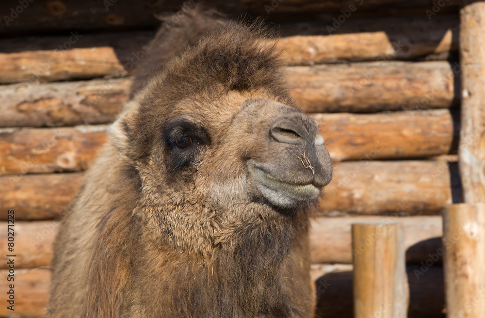 Fototapeta premium The camel on a farmstead eats a grass