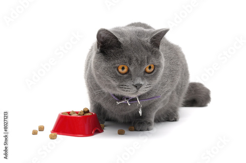 Fototapeta Naklejka Na Ścianę i Meble -  cat sitting around a bowl of food on a white background close-up