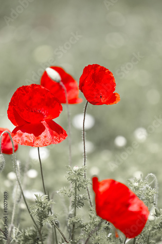 Fototapeta Naklejka Na Ścianę i Meble -  Wild red poppy