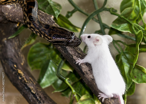 Python snake meeting mouse lunch on branch