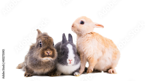 Kaninchen Babys