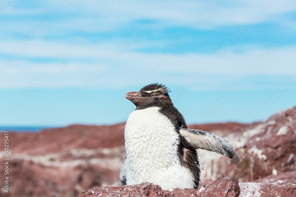 Fototapeta premium Rockhopper