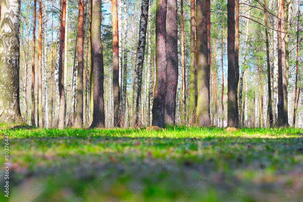 Naklejka premium Spring park