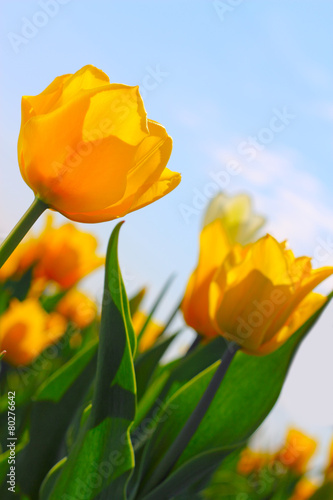 Yellow tulips in the garden