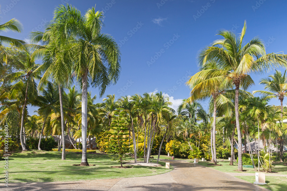 Park with coconut palm trees, Dominican republic