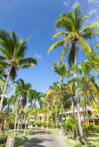 Park with lane with coconut palm trees