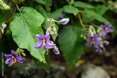 Fledermaus-Nachtschatten - Solanum vespertilio photo