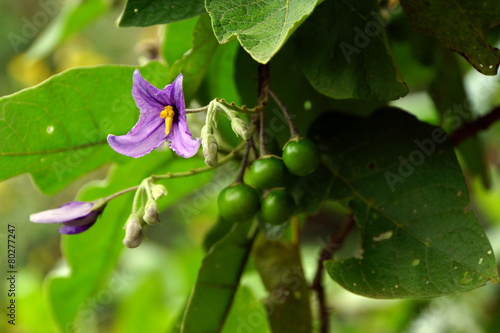 Wallpaper Mural Fledermaus-Nachtschatten - Solanum vespertilio Torontodigital.ca