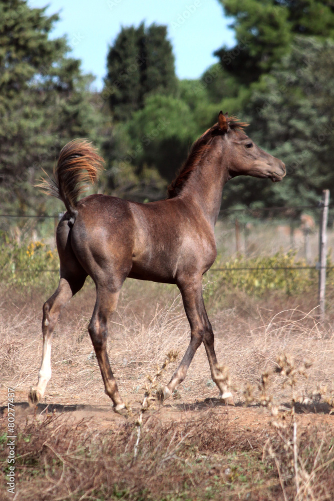 Obraz premium Young arabian foal