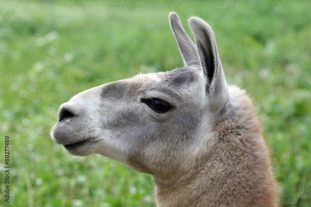 llama