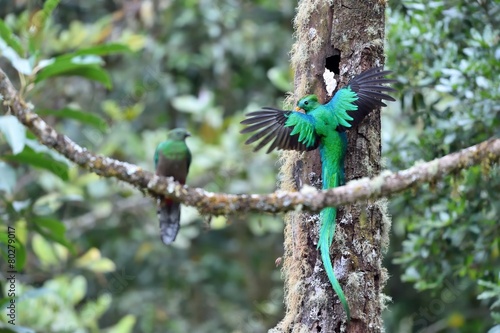 Male and female of resplendent quetzal photo