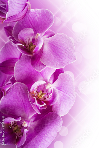 Fototapeta Naklejka Na Ścianę i Meble -  Orchid flowers border