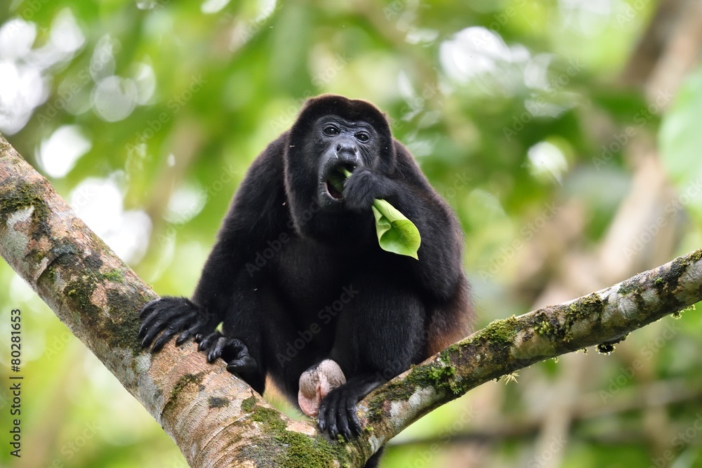 Fototapeta premium Male of howler monkey eating