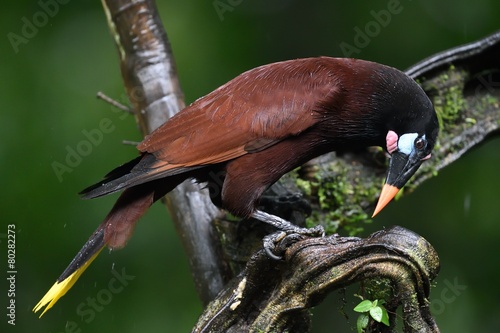 Montezuma oropendola photo