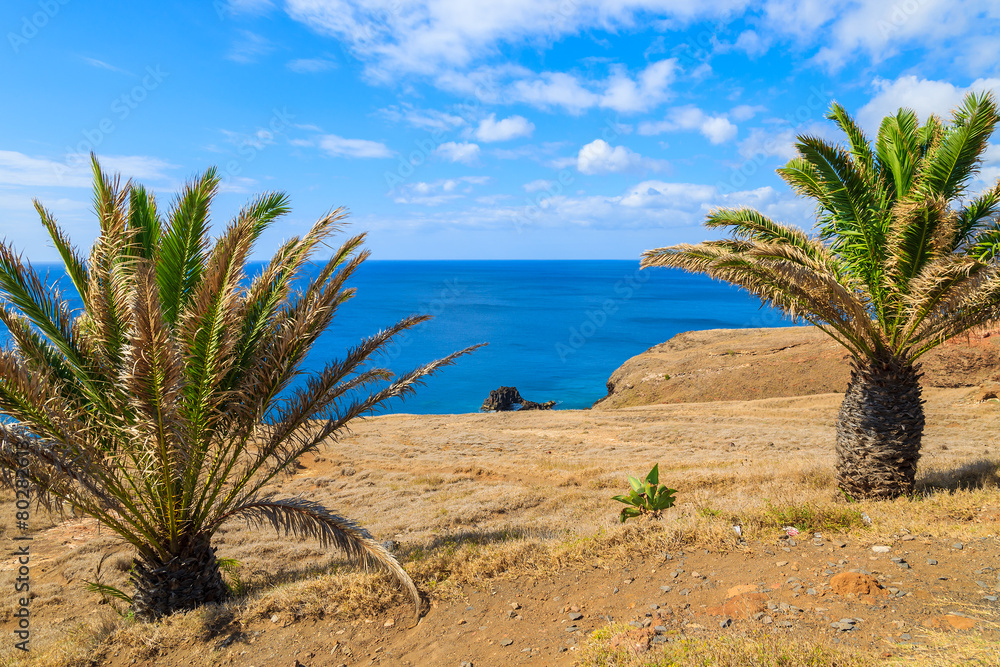 Palm trees on coast of tropical Madeira island, Portugal