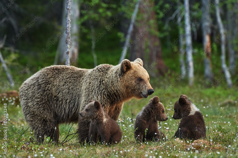 Mother bear and cubs - obrazy, fototapety, plakaty 