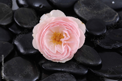 Rose and wet black pebbles 
