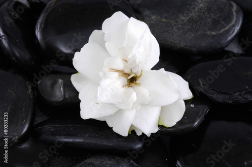 Macro of white rose and black pebbles 